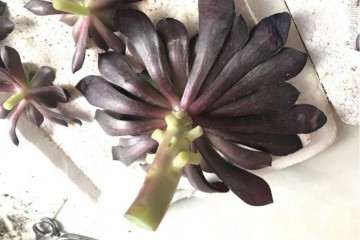 多肉砍头的最好时机与位置 图片