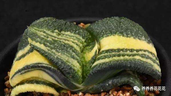 卧牛多肉植物一年的时间能够长1~2片叶子