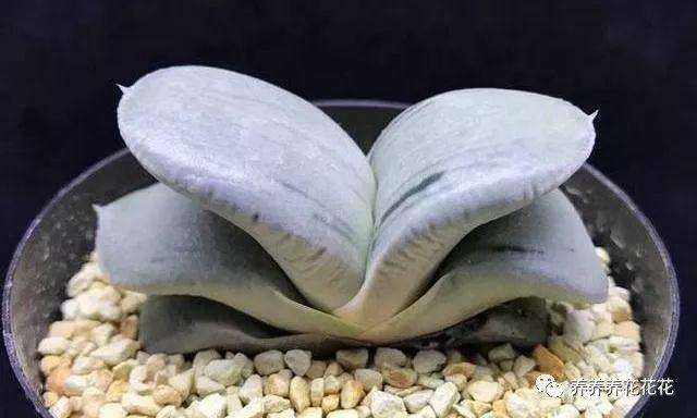 卧牛多肉植物一年的时间能够长1~2片叶子