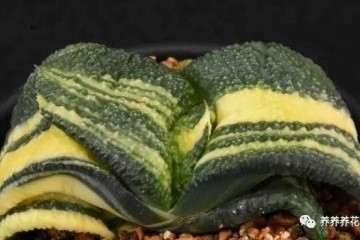 卧牛多肉植物一年的时间能够长1~2片叶子