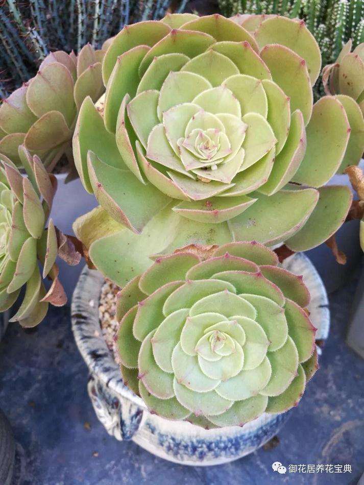 夏季多肉植物室内养护的日照控制