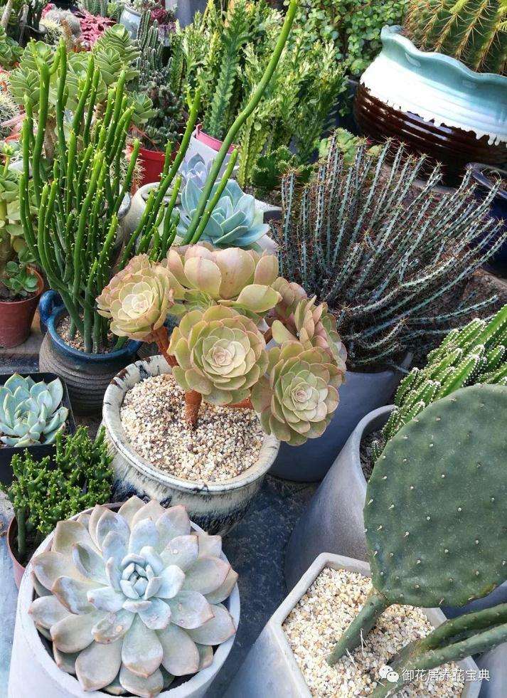 夏季多肉植物室内养护的日照控制