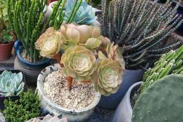 夏季多肉植物室内养护的日照控制