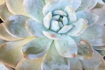 教你夏季如何给户外多肉晒太阳 图片