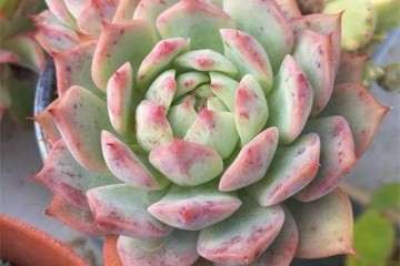 养多肉用柳树皮促进根系生长 图片