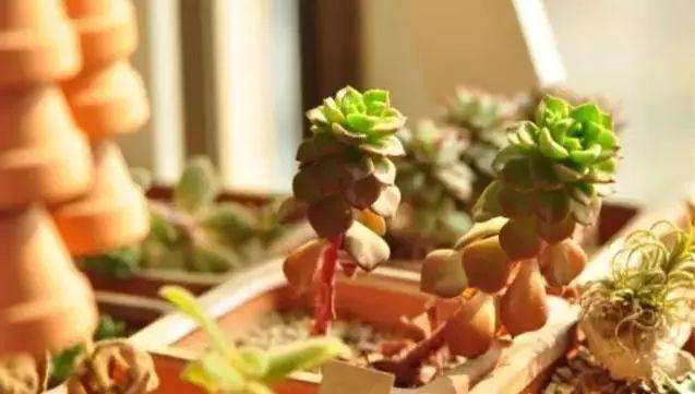 多肉的生长需要充足的光照