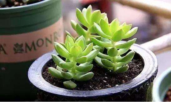 多肉的生长需要充足的光照