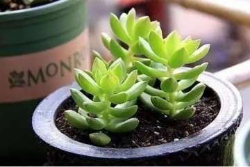 多肉的生长需要充足的光照 否则难长