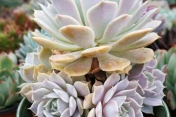 老桩养成术 多肉小白秒变顶尖玩家