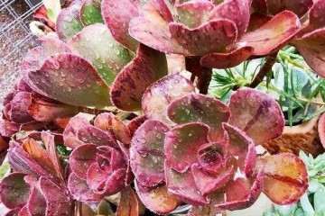 秋天气温高 你的多肉应该怎么养护