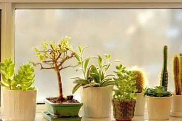 刚入手养多肉 如何浇水配土 图片