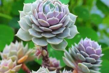 你这样给多肉浇水 浇了也是白浇