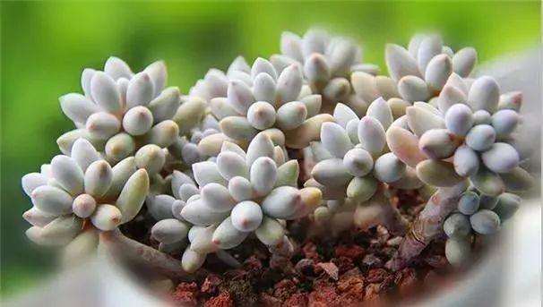 多肉婴儿手指怎样繁殖的方法