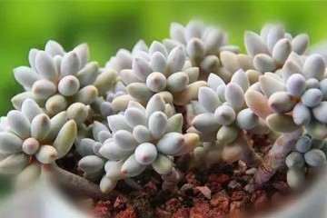 多肉婴儿手指怎样繁殖的方法 图片