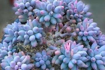 冬天多肉植物婴儿手指尽量少点浇水