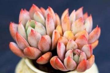 紫砂盆种多肉植物到底好不好 图片