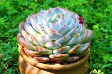 多肉度夏该用哪种盆器最好 图片