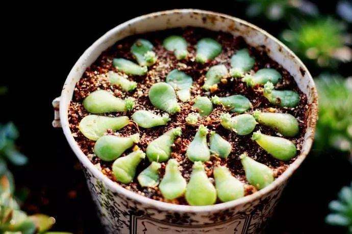 多肉叶插怎么养护的注意事项