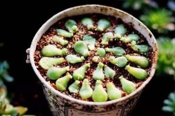 多肉叶插怎么养护的注意事项 图片