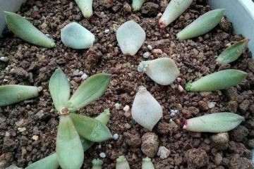 叶插多肉怎么浇水方法 图片