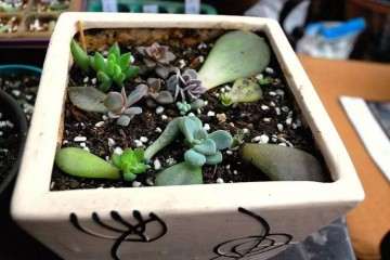 叶插多肉多少天出芽 以后如何浇水