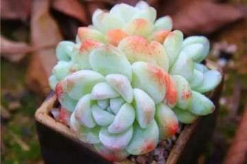 在江浙沪 夏天如何给多肉保命的经验