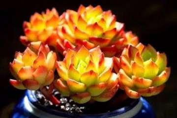 多肉植物最适宜生长的温度在18度