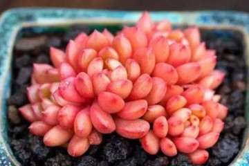 夏天多肉植物很容易徒长 怎么办