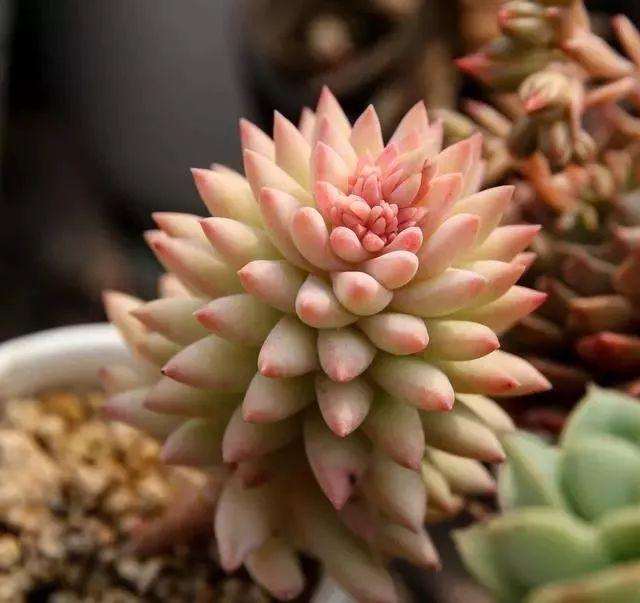 多肉植物怎么配土的注意事项