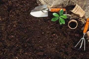 多肉植物怎么配土的注意事项 图片