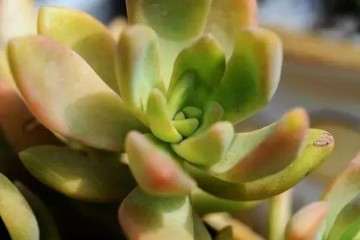 为什么多肉植物的配土很难 图片