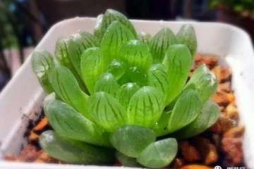 多肉植物多晒太阳好 越晒越丑 图片