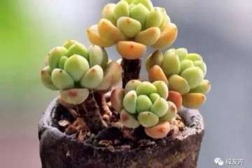 多肉叶片发黄是什么原因造成的