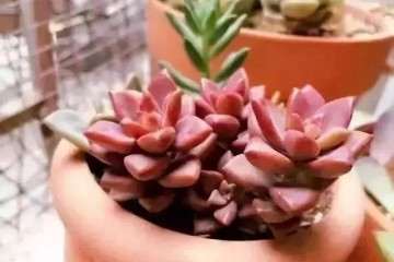 虹之玉多肉怎么繁殖法则 图片