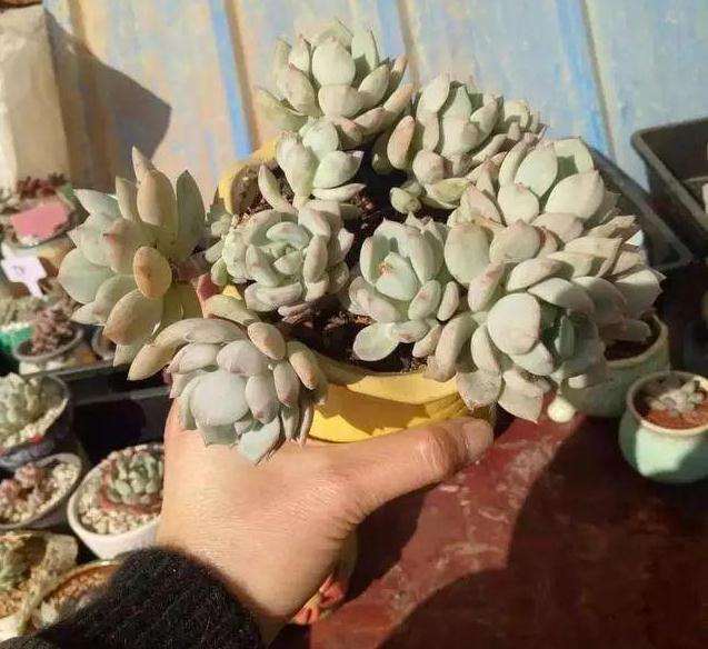 多肉快速养成老桩 全靠这4个字 图片