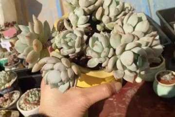 多肉快速养成老桩 全靠这4个字 图片