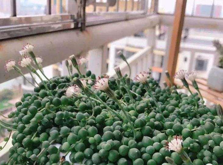 多肉开花有危险