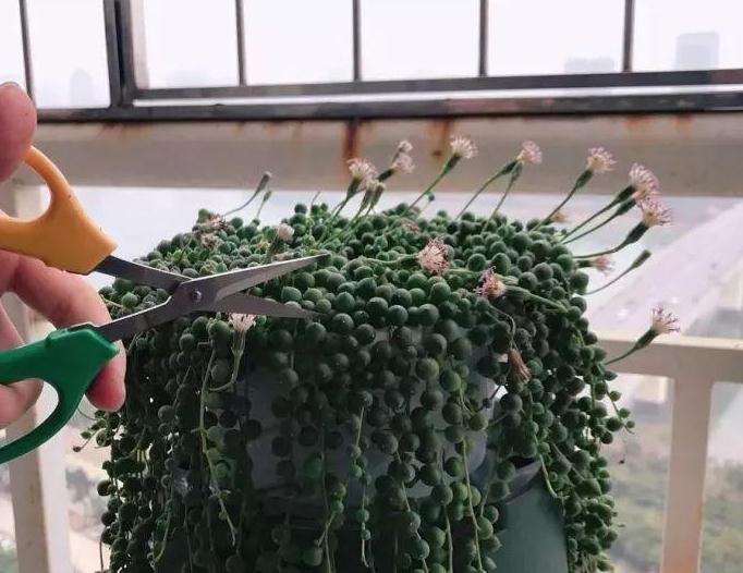 多肉开花有危险