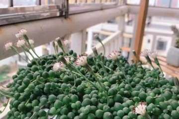 多肉开花有危险 直接剪花苞最好 图片