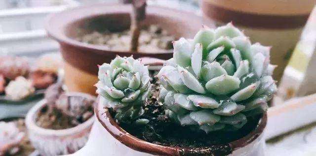 刚入坑的朋友很为什么容易把多肉养死