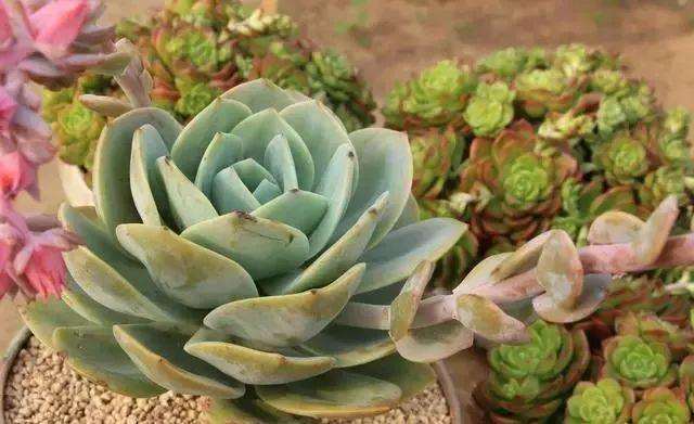 刚入坑的朋友很为什么容易把多肉养死