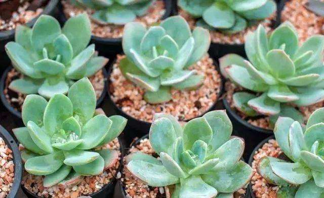 多肉植物的需求环境有哪些