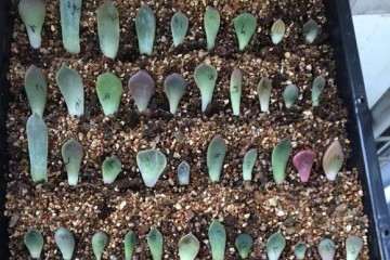 多肉如何叶插繁殖 一招简单掌握 图片