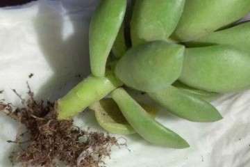 多肉植物上盆修根要分清主次 图片