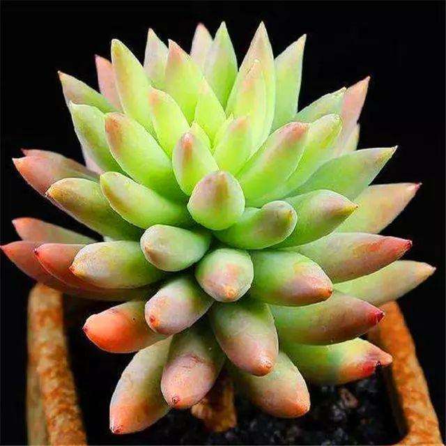 秋季想让多肉千佛手得快