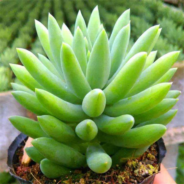 秋季想让多肉千佛手得快