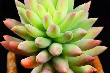 秋季想让多肉千佛手得快 最多一周浇水一次