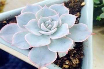 蓝石莲多肉通风不好 叶片容易发生病虫害