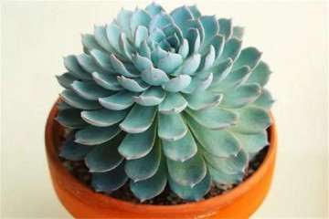 蓝石莲多肉不喜肥 一个月施肥一次