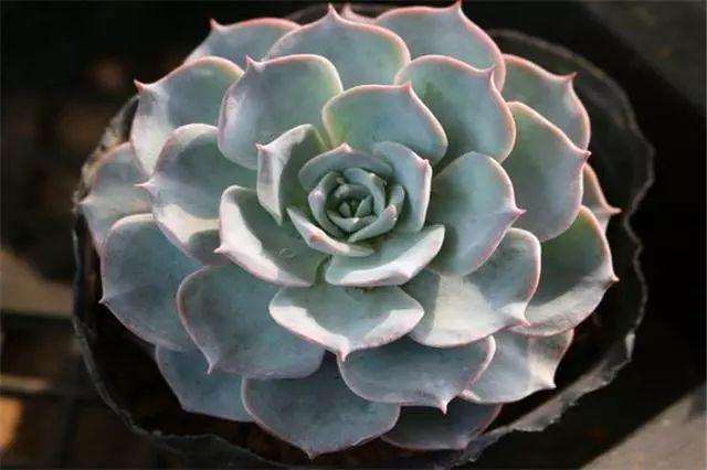 蓝石莲多肉夏季怎么适当遮阴